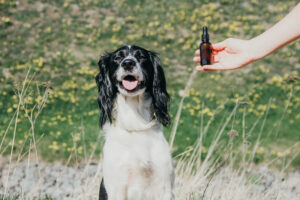 A smiling happy dog by the hand holding a bottle of hemp oil